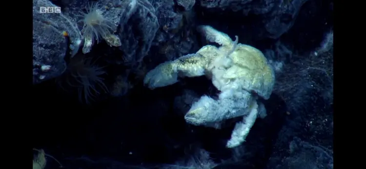 Hoff crab (Kiwa tyleri) as shown in Blue Planet II - The Deep
